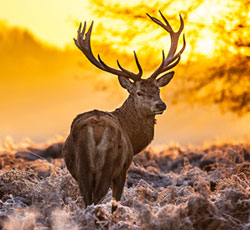 Irish Wildlife Trust